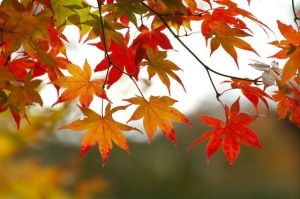 fall-leaves-tree